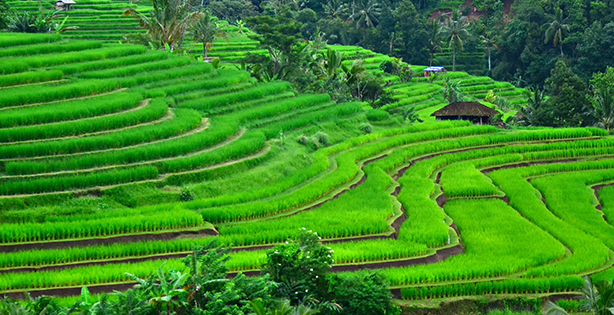 Bali